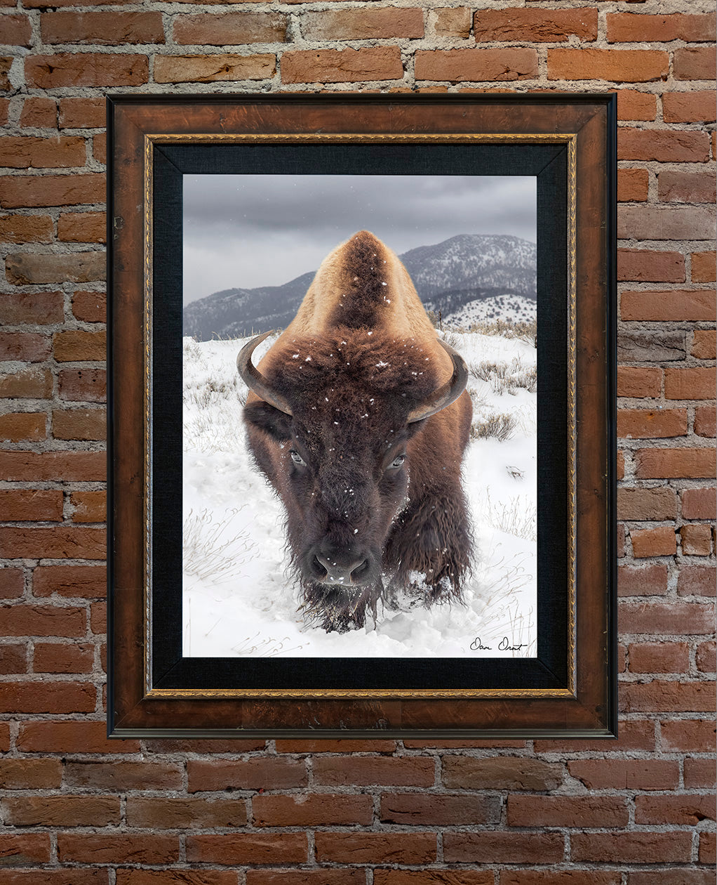 Dave Drost Photograph - 'Determined'