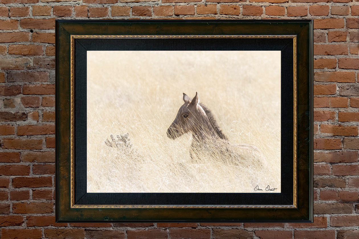 Dave Drost Photograph - 'Peaceful Easy Feelin'