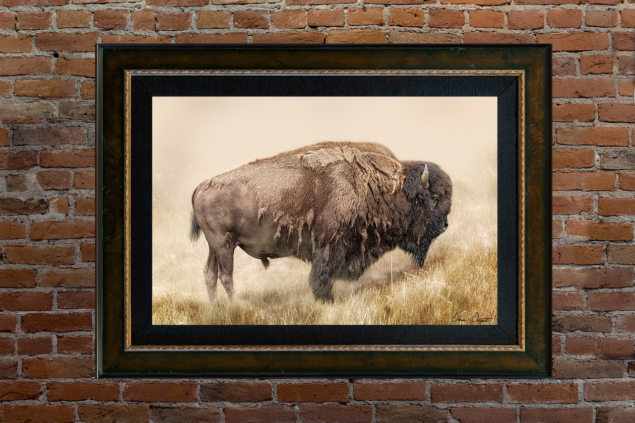 Dave Drost Photograph - 'The American Bison'