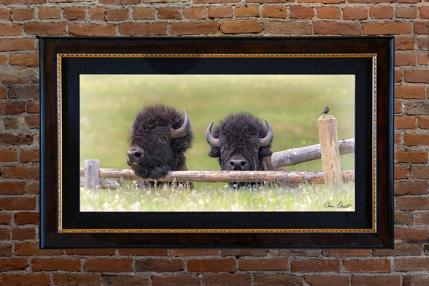 Dave Drost Photograph - 'Two Bros and a Bird'