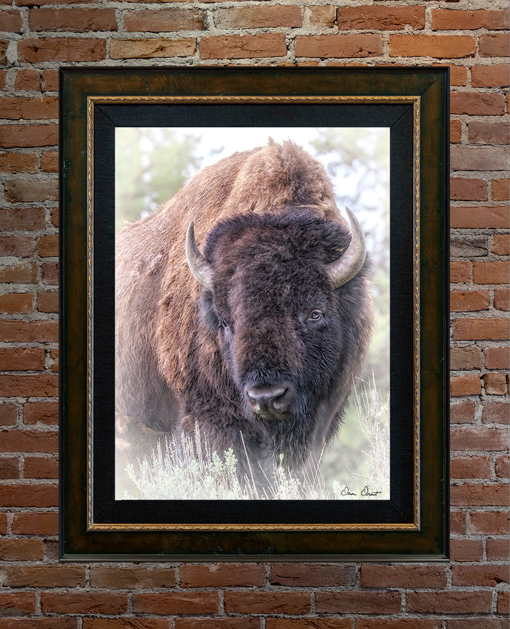 Dave Drost Photograph - 'The American Bison'