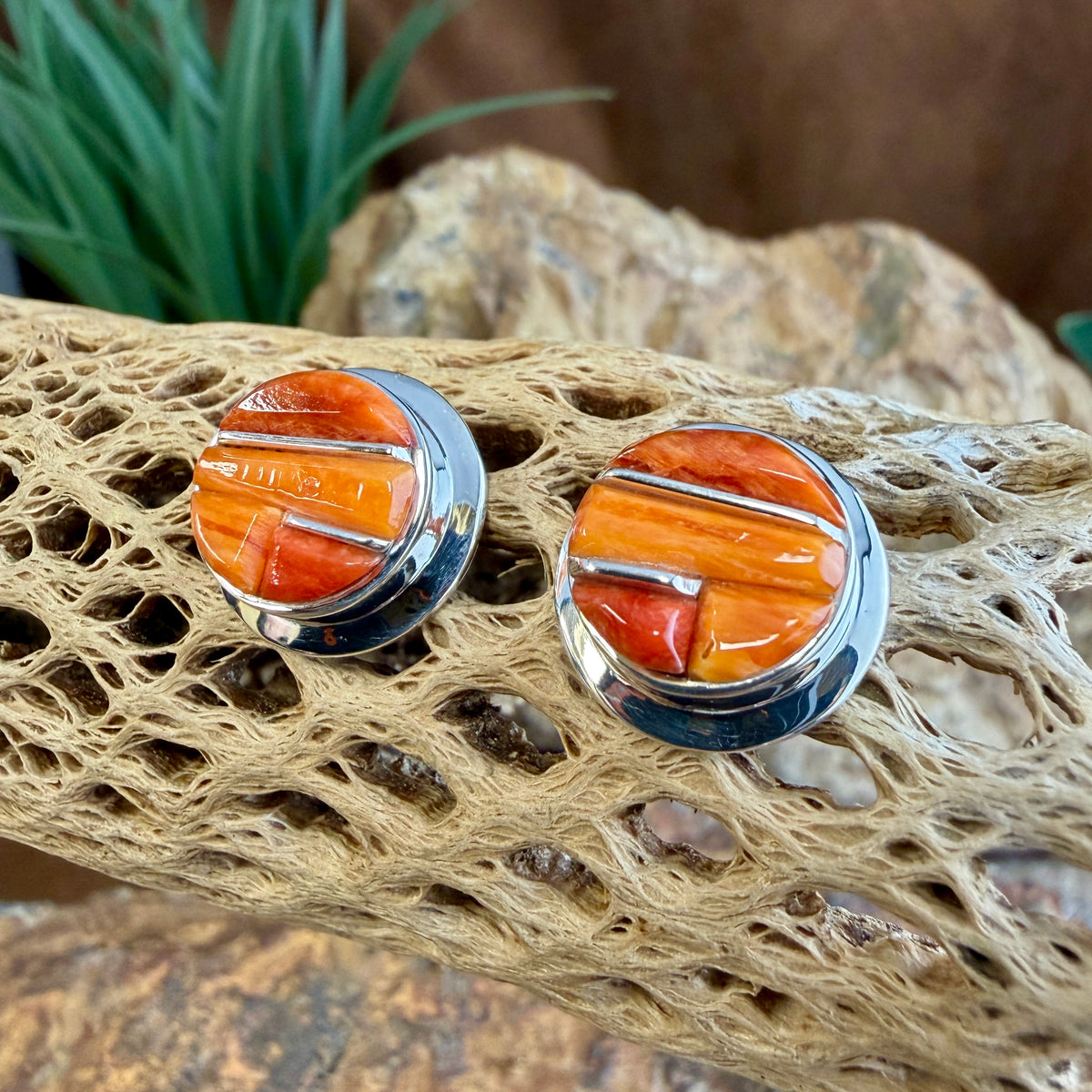 Spiny Oyster shell cobble inlay and sterling post earrings displayed on cactus bone. 