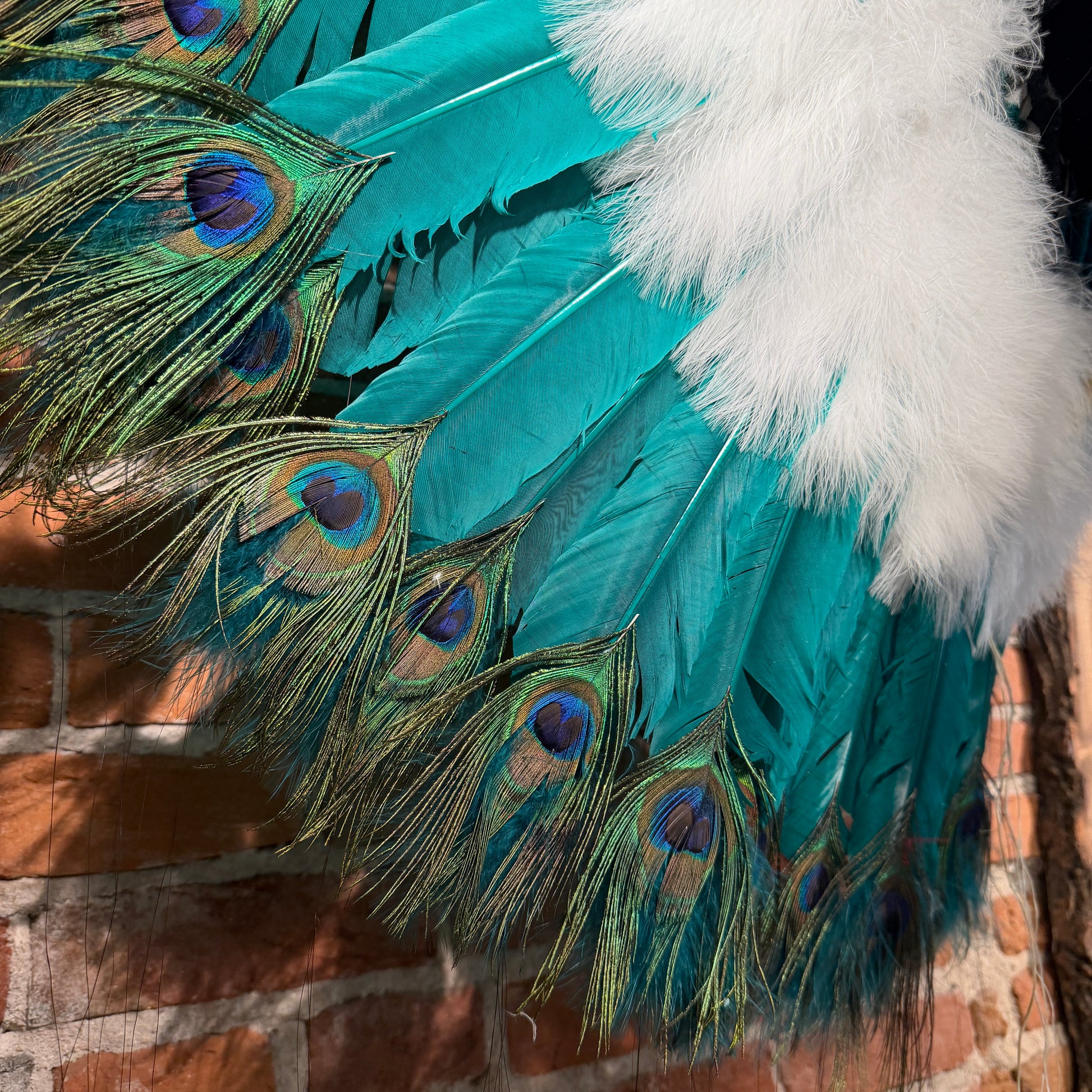 Close-up of peacock feathers with a brick wall background